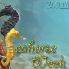 Seahorse Week
