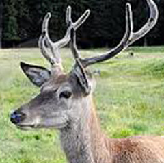 Horny Male