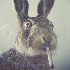 Bunny High As Fuck