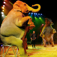 The Politically Correct Circus