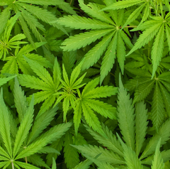 A 420 Celebration