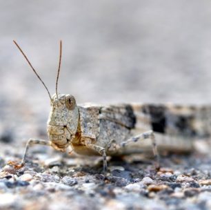 Grasshopocalypse