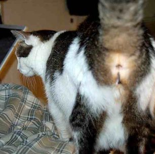 I Don’t Like Your Cat
