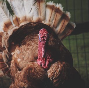 Turkey Time