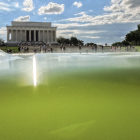 Algae