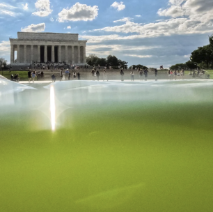 Algae