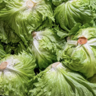 Cycolospora for Weight Loss