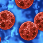 Cyclospora