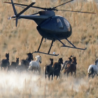 Wild Horses