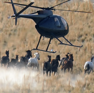 Wild Horses